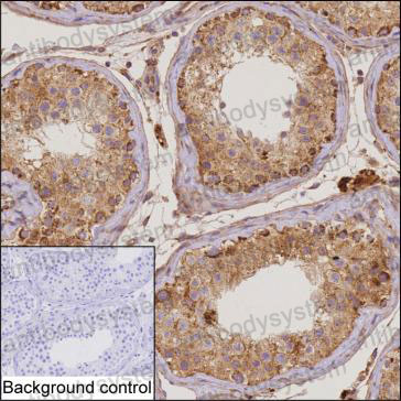 Валидация AntibodySystem RHP03602