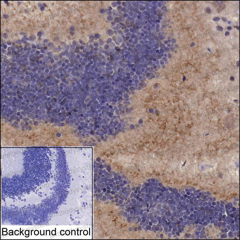 Валидация AntibodySystem RHA99303