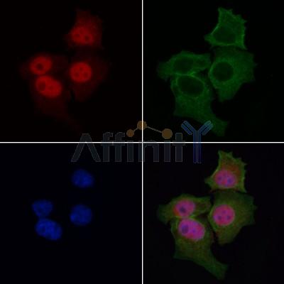 Валидация Affinity AF6155 - 3370