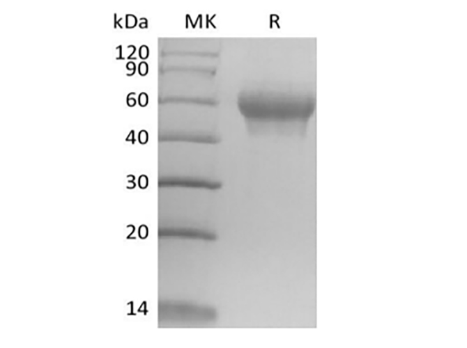 Валидация Elabscience PKSM041429(5304)