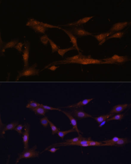 Валидация Elabscience E-AB-60308