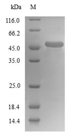SDS-PAGE