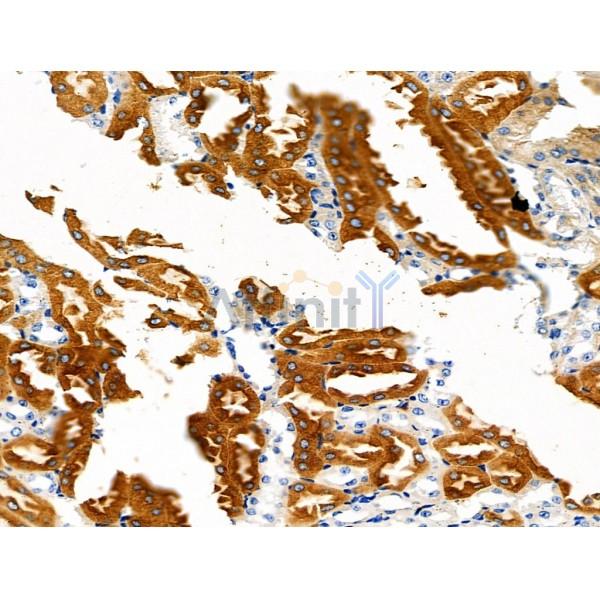 Валидация Affinity DF6217 - 17495