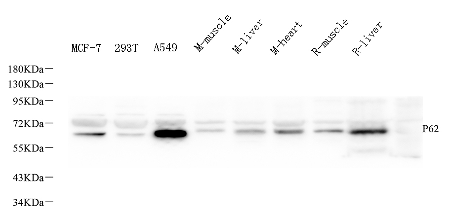 Валидация Elabscience E-AB-70325