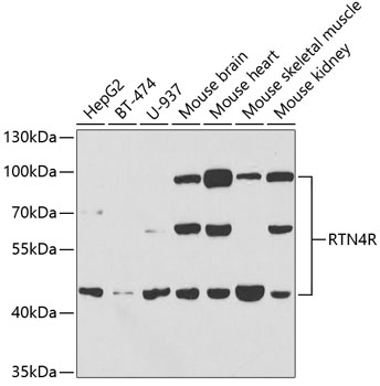 Валидация Elabscience E-AB-67712