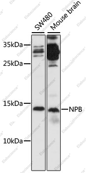 Вестерн-блоттинг, NPB, различные клеточные линии