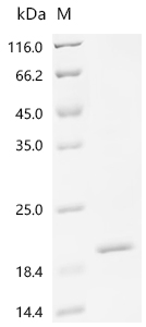 SDS-PAGE