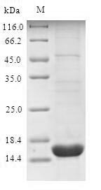 SDS-PAGE