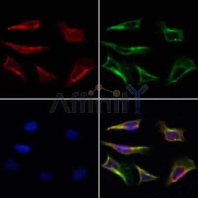 Валидация Affinity DF8106 - 19952