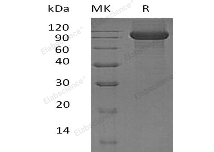Валидация Elabscience PKSH032671(3105)