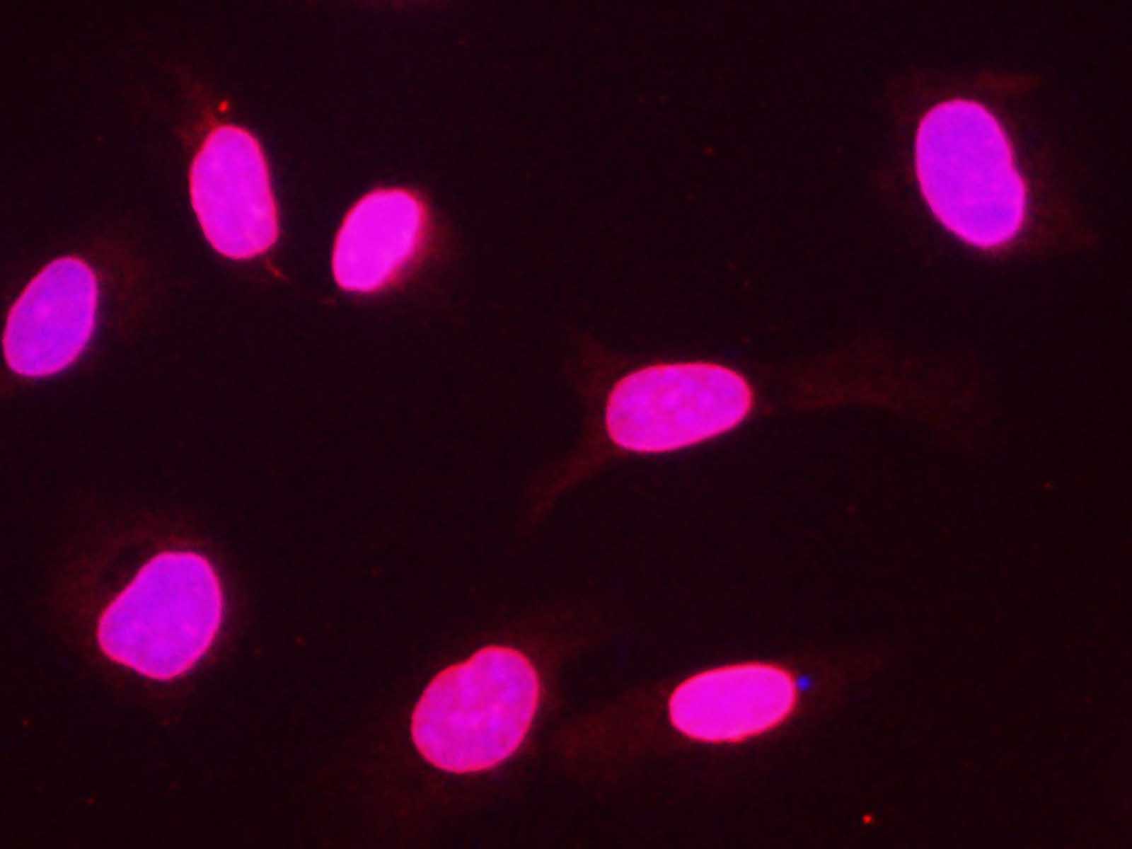 Валидация Elabscience AN005340L