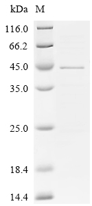 SDS-PAGE