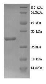 SDS-PAGE