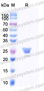 YHD86702, SDS-PAGE