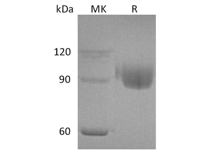 Валидация Elabscience PKSH033446(3768)