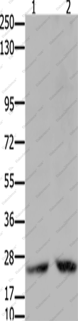 Вестерн-блоттинг, HMGB2, клетки HeLa и 231