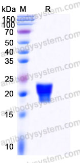AHC13601, SDS-PAGE