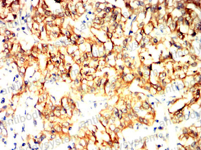 Валидация AntibodySystem RHG01803 (2790)