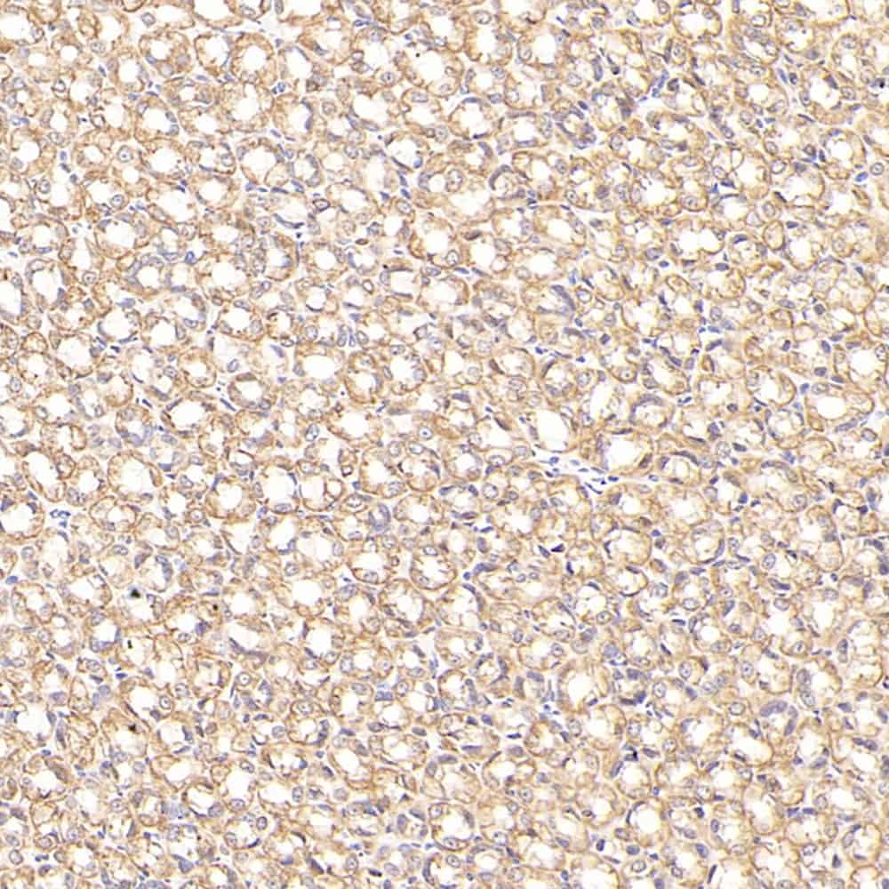 Валидация Elabscience E-AB-70293