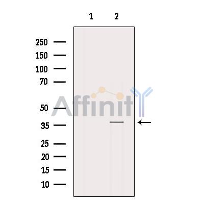 Валидация Affinity AF5137 - 2524