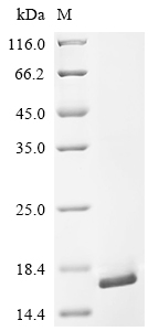 SDS-PAGE