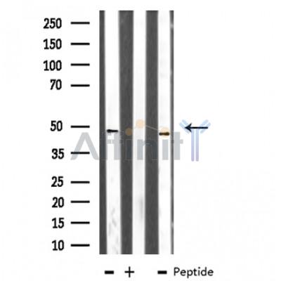 Валидация Affinity DF3141 - 13931