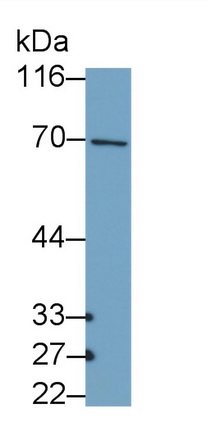 40937