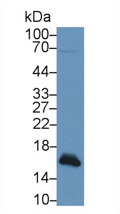 13087