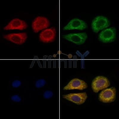 Валидация Affinity DF6352 - 17699