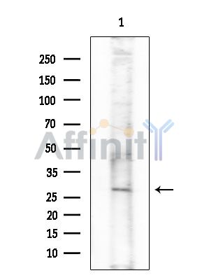 Валидация Affinity AF3972 - 2096