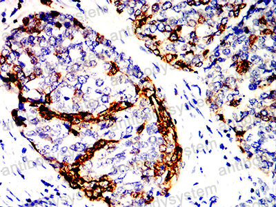 Валидация AntibodySystem RHB98003