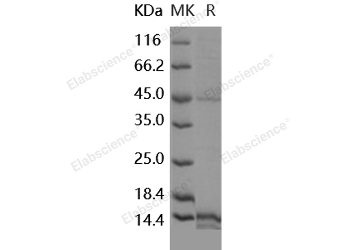 Валидация Elabscience PKSH032003(2567)