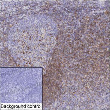 Валидация AntibodySystem RHJ14405