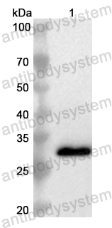 Валидация AntibodySystem PHB48201