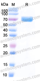 EHB89701, SDS-PAGE