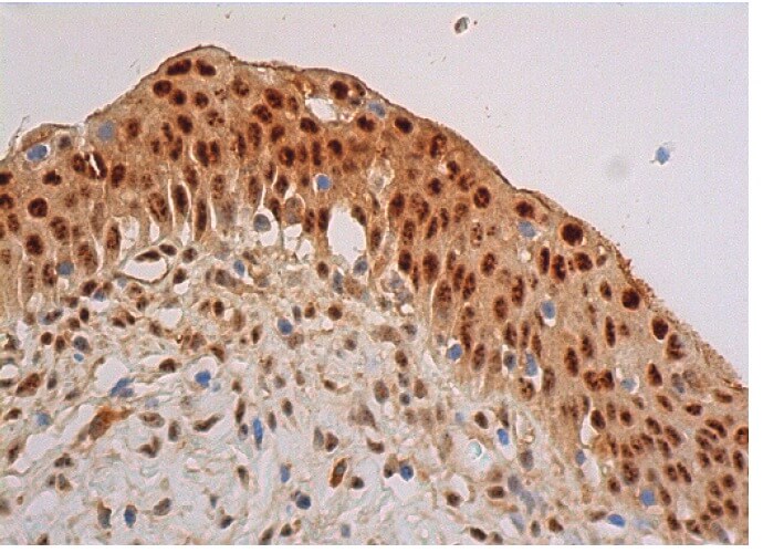 Валидация AssayVector ARM1006(20)