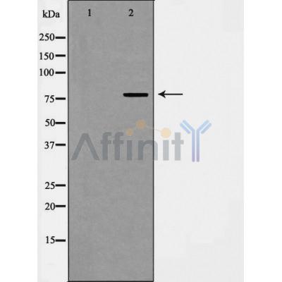Валидация Affinity AF5441 - 3085