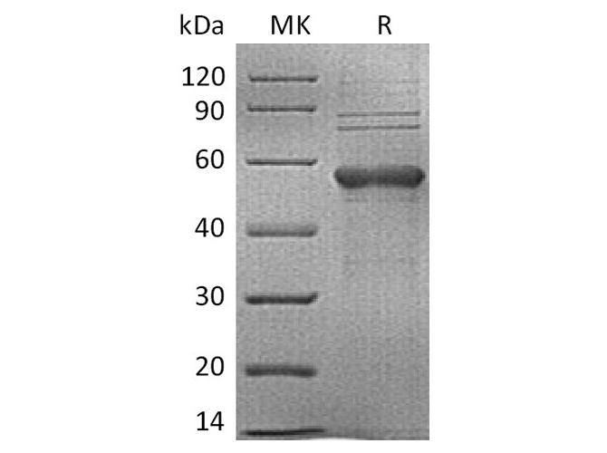 Валидация Elabscience PKSH033790(4061)