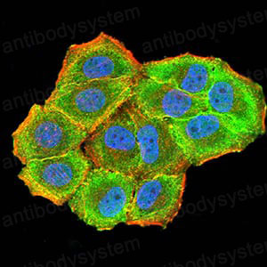 Валидация IF - AntibodySystem RHB79501