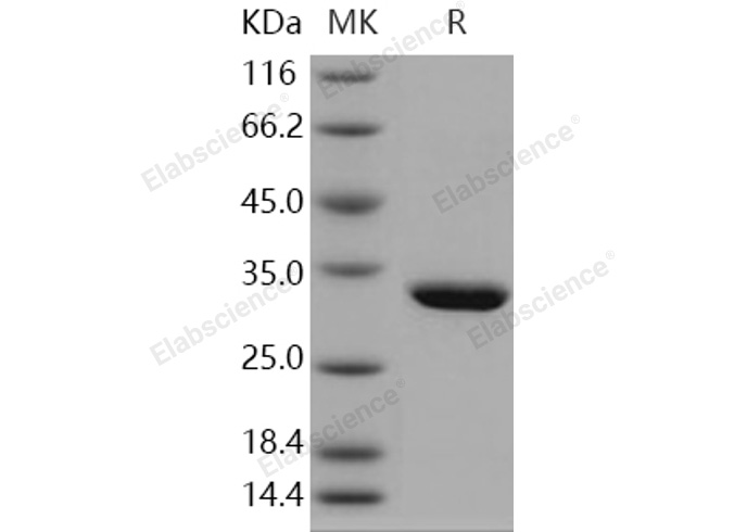 Валидация Elabscience PKSH030904(1735)