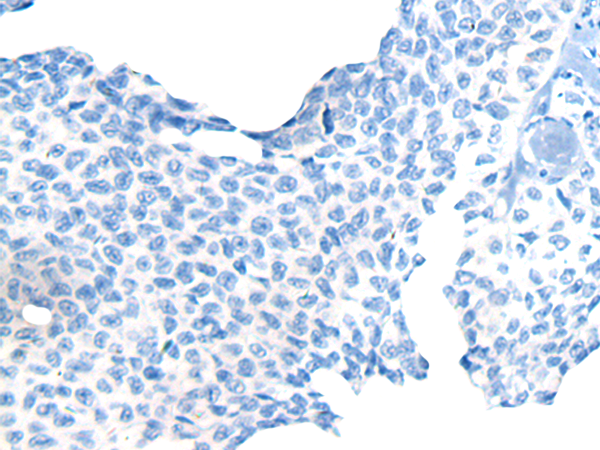 Валидация AssayVector ARM2044(3101)