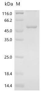 SDS-PAGE