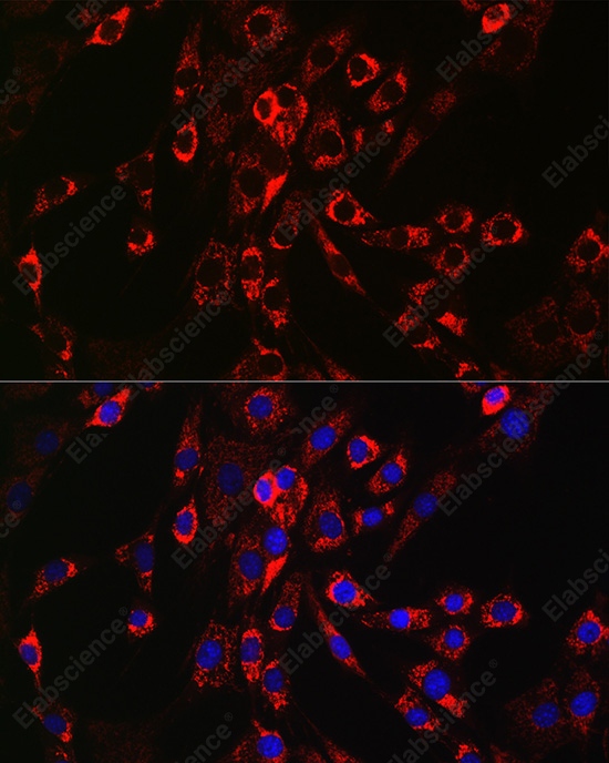 Иммунофлуоресценция, HB-EGF, клетки NIH/3T3