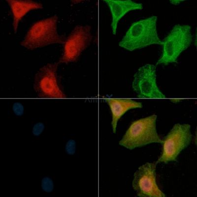 Валидация Affinity AF6803 - 4045