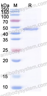 Валидация AntibodySystem YXX02601