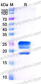 AHB54003, SDS-PAGE