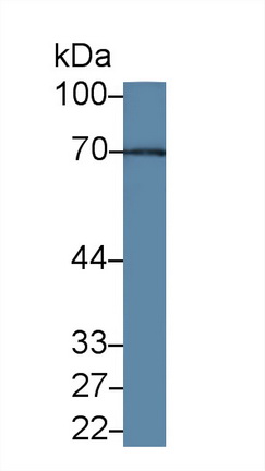 12707