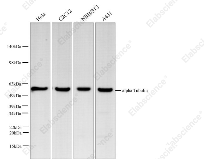 Вестерн-блоттинг, alpha Tubulin, различные клеточные линии и ткани