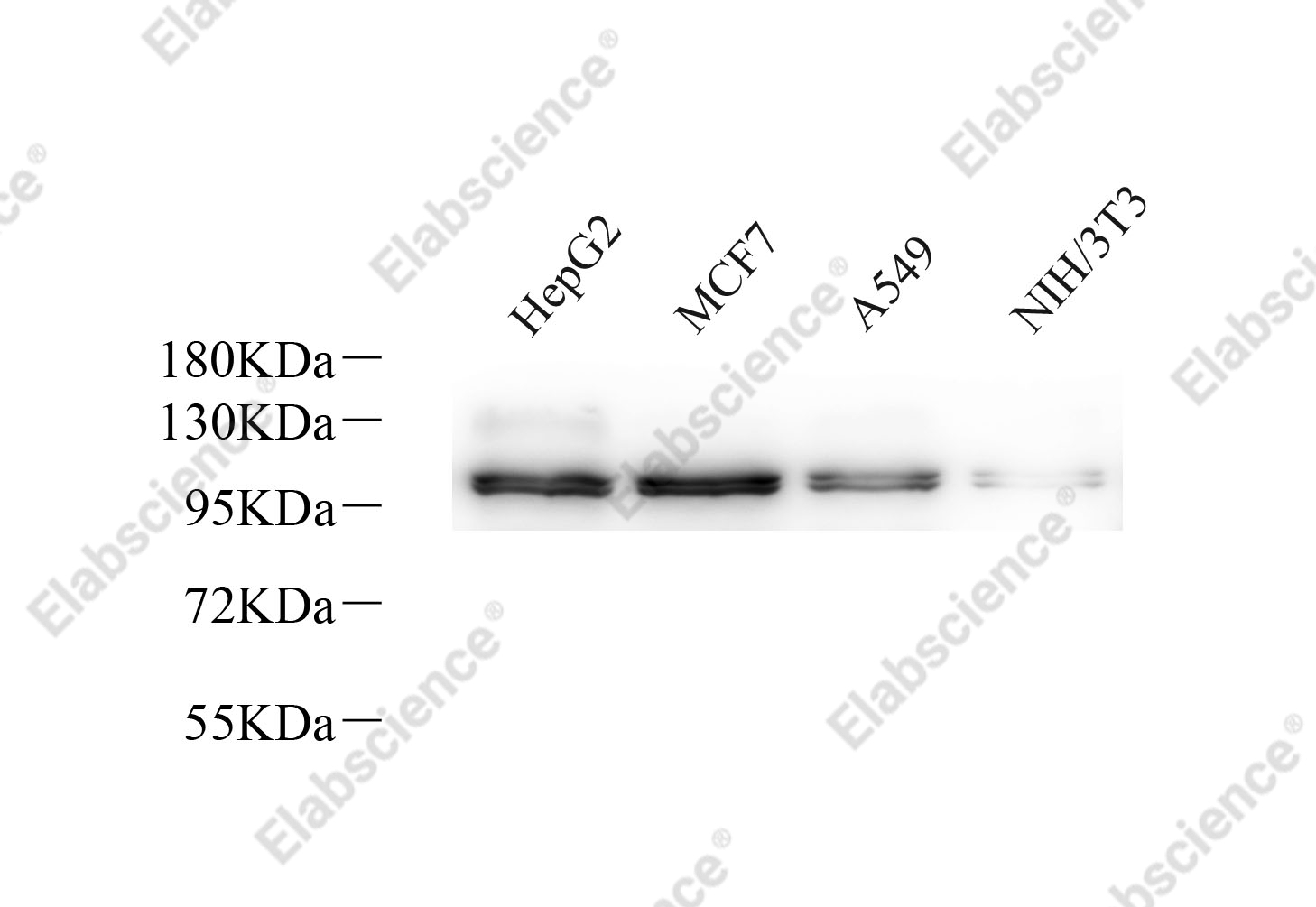 Вестерн-блоттинг, Na+/K+-ATPase alpha1, различные образцы