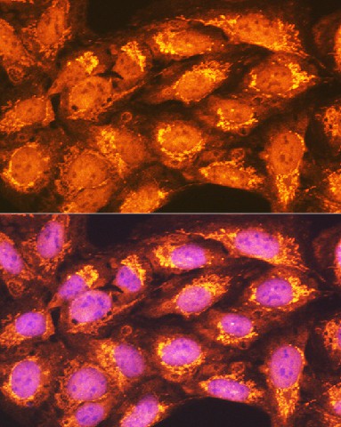 Валидация Elabscience E-AB-92385